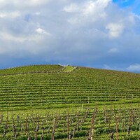 A photo of the hill in Sonoma County that was the default background (Bliss) from Windows XP, saturated to match as closely as possible